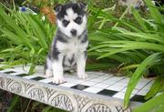 commendable  siberian husky puppies for valetine   (647) 738-8327